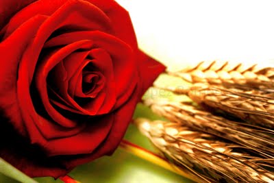 Una rosa para Sant Jordi