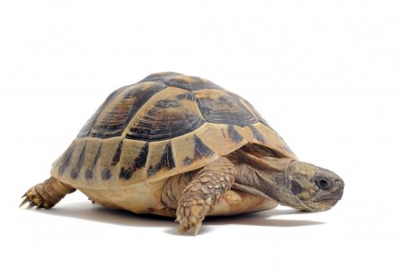 depositphotos_5867669-stock-photo-tortoise